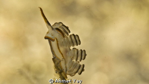 Oleeeeeeey....:)

I have never seen before this nudi. 
... by Ahmet Yay 